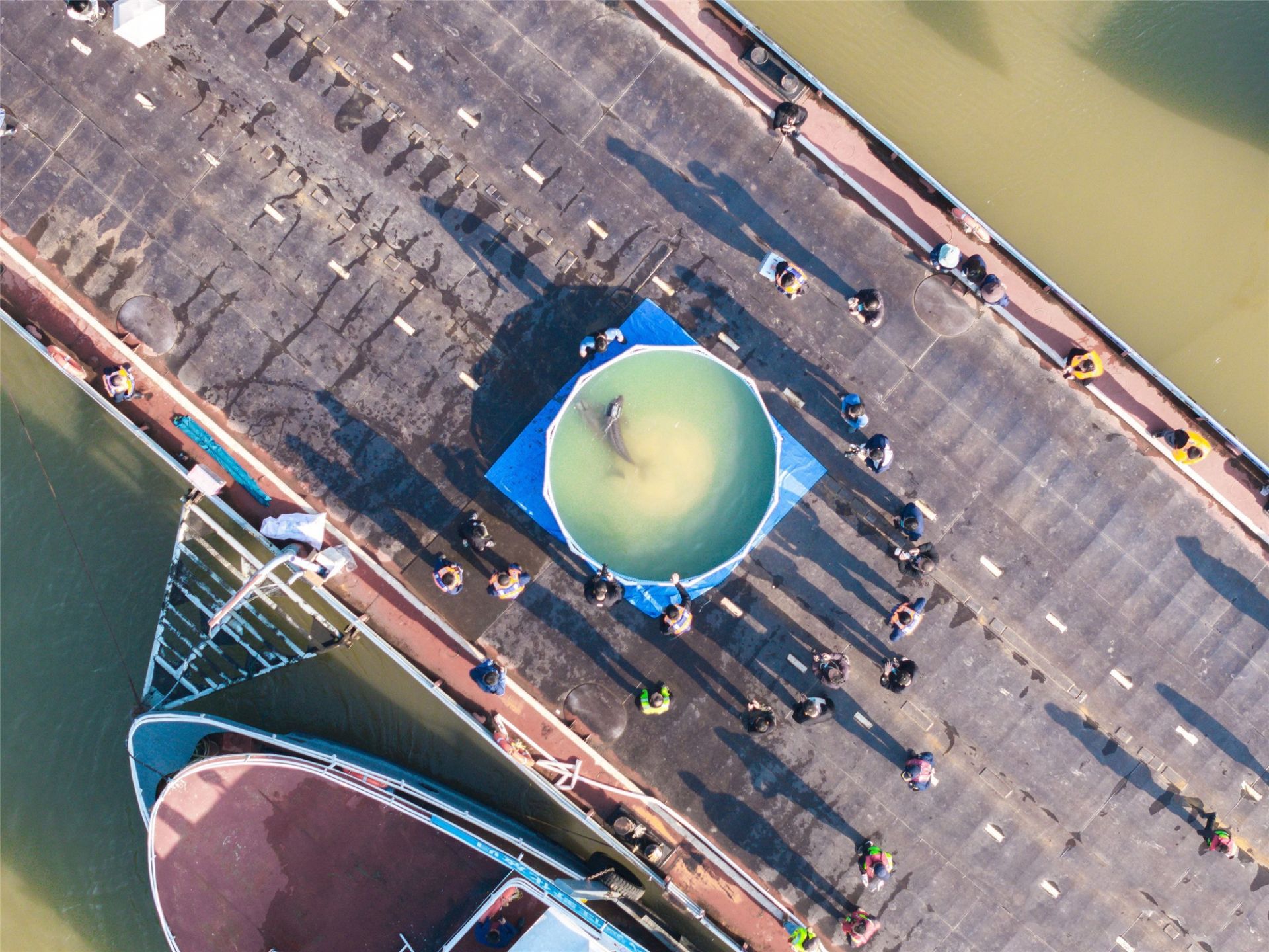 两只长江江豚回归长江前，在驳船上的“舒缓池”中游弋